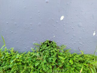 beautiful wall background texture,for wallpaper