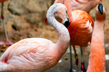 close up of a flamingo