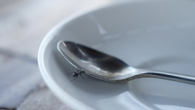 A dark grey ant running around a ceramic saucer and spoon outdoors. Macro world in our everyday life. Cute insect on kitchen dishes. Fauna inside a country side summer house. A small bug on a plate.