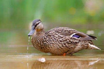 Mallard or wild duck (Anas platyrhynchos) female bathing and drinking in a pond in the Netherlands