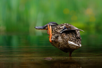 Mallard or wild duck (Anas platyrhynchos) female bathing and drinking in a pond in the Netherlands