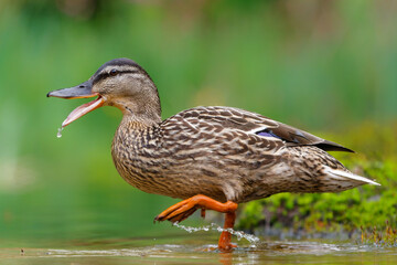 Mallard or wild duck (Anas platyrhynchos) female bathing and drinking in a pond in the Netherlands