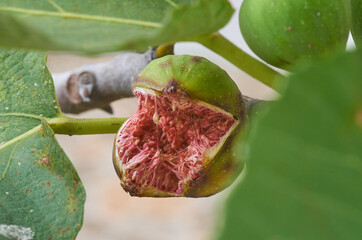 Close-up view of the explode overripe figs fruit