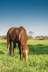 Vertical shot of young brown horse grazing in the green meadow