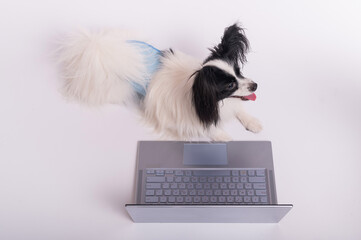 Smart dog papillon breed works at a laptop on a white background. Continental Spaniel in a protective belt for dogs from the territory mark uses a wireless computer.