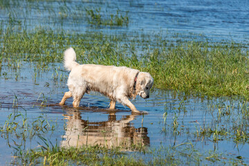 White Golden Retriever Hunting for Frogs in a Lake