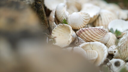 Obraz na płótnie Canvas shells - beach - nature - still