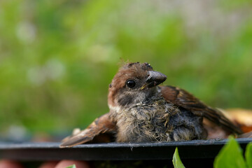 Close-up of injured sparrow lying in a tray for healing