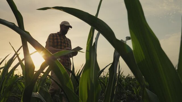 Silhouette of a successful farmer at sunset checking the integrity, ripening corn in a field walking with a digital tablet in his hands