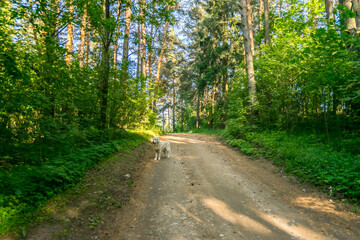 Fototapeta premium White Golden Retriever on a Dirt Road in a Forest in Latvia