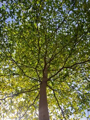 The shadow of the big tree.