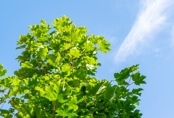 Image pointing up to the top of a luscious green young tree set against a summery blue sky.