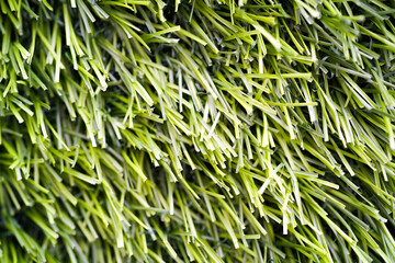 green grass background texture