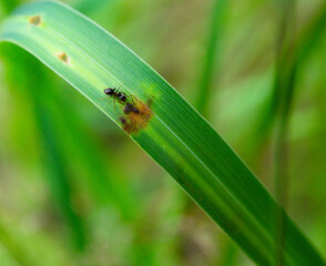 an ant and four aphids (plant lice) sitting on a blade of grass symbol of symbiotic relationship