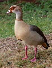 Portrait of an Egyptian goose