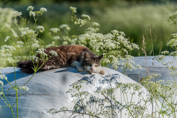 Cat on a Hay Bale Watching the World