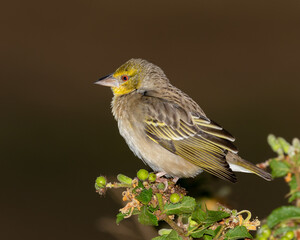 One village weaver sitting on a branch with neutral background
