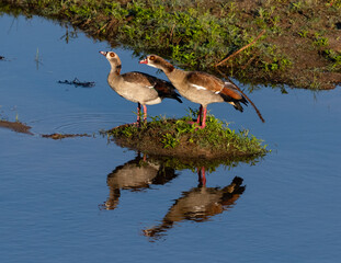 Pair of Egyptian geese on a small island in the river with reflections