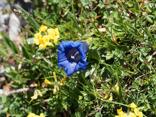 Gentiana clusii | Clusius-Enzian oder Echter Alpenenzian. Blüte im Detail, Intensiv blaue...