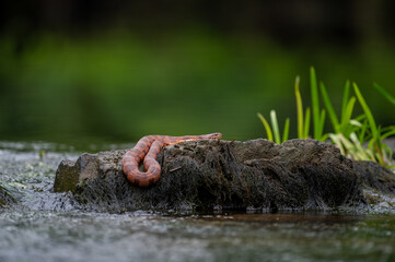 Reddish brown watersnake basking on rock
