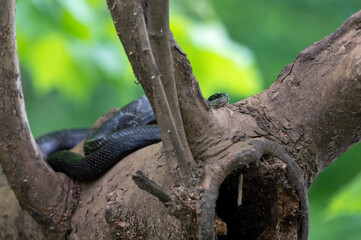 Black ratsnake on tree facing camera