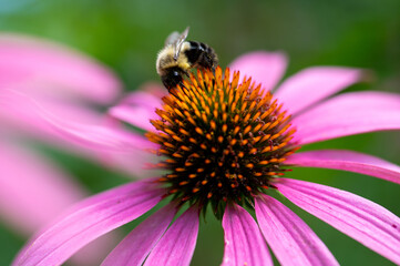 bumblebee close-up on coneflower