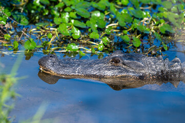 Alligator resting in weeds closeup
