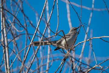 Mockingbird on bare branches blue background