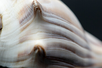 closeup striped seashell isolated