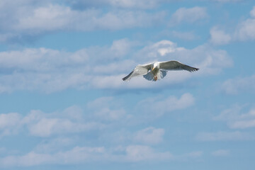 Fototapeta premium Seagull soaring