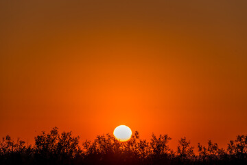 Bright Orange Sunset with Branches of Trees in Black