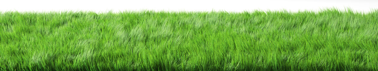 Green grass on white background. 3d illustration