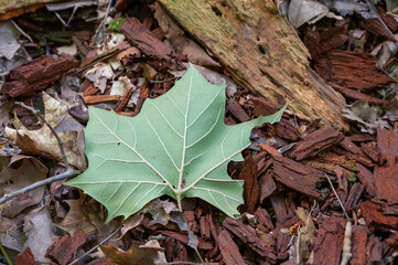 Green leaf isolated on forest floor