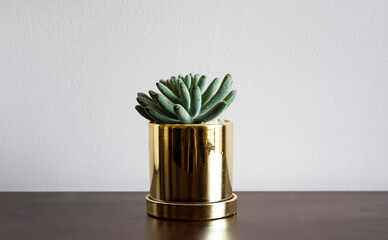 Small Plant Golden Pot for desk and tables