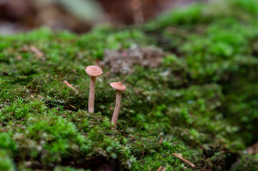 Small mushrooms with moss background