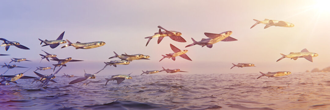 flying fish, school of Exocoetidae
