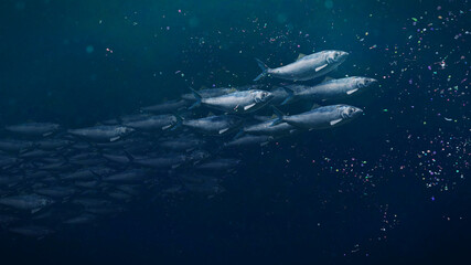 shoal of herrings between plastic pollution, microplastic particles in ocean water - obrazy, fototapety, plakaty