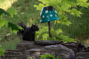 Black Squirrel
