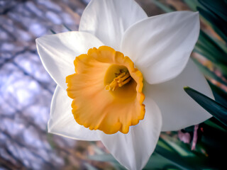 Angled Daffodil