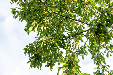 Yellow cherry fruits on branches with leaves