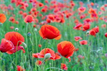 field of poppy flowers