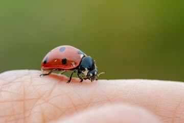 Close up of ladybug above a hand