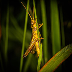 
yellow grasshopper sitting on a stem of green grass