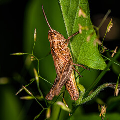 brown grasshopper with yellow belly on a stem of grass