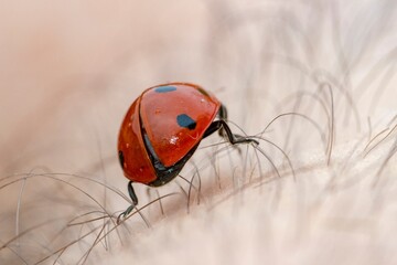 Close-up of a ladybug walking over a human arm
