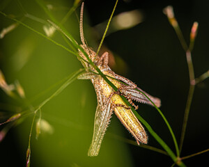 a yellow-brown grasshopper clung to a blade of grass