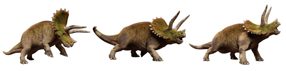 Triceratops horridus dinosaurs, set isolated on white background