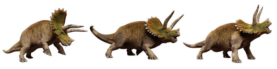 Triceratops horridus dinosaurs, set isolated on white background © dottedyeti