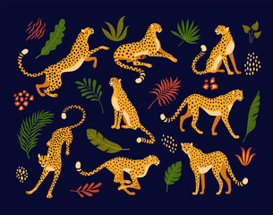 Cheetahs collection. Vector illustration of cartoon cheetahs in various actions: lies, sitting, standing, walking, and running. Surrounded by tropical leaves. Isolated on black background  © nadzeya26