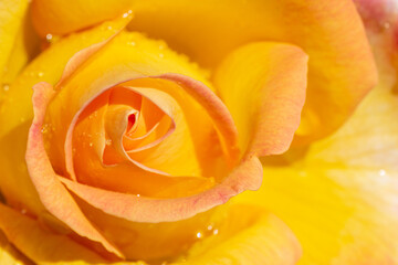 flower rose with yellow petals close-up view from above